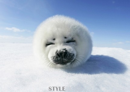 萌翻了！到世界動(dòng)物觀賞地來一場“萌寵”之旅